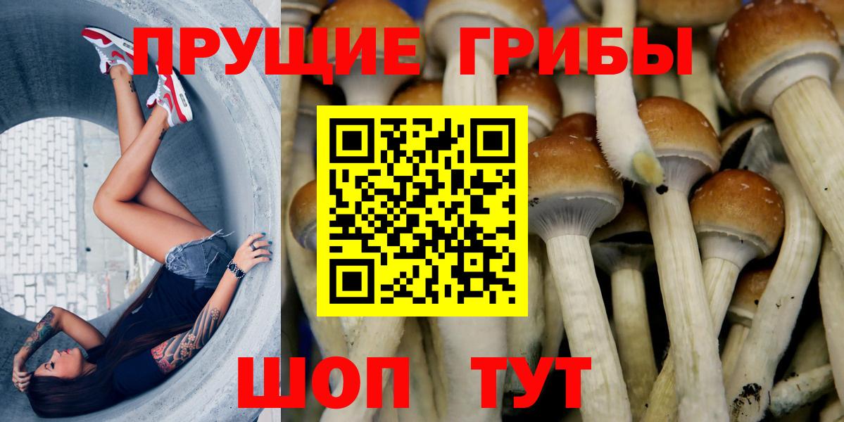 Псилоцибиновые грибы Psilocybe Каменка